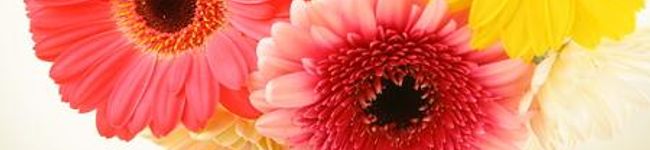 KAYO739's header image