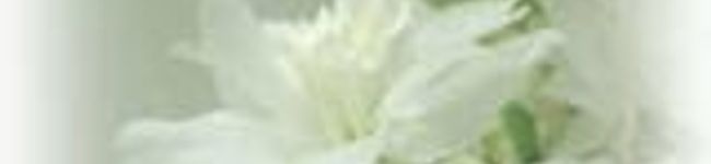ciruela's header image
