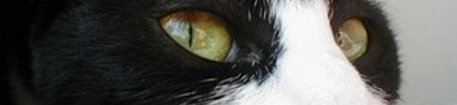 mihana's header image