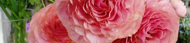 mondamint's header image