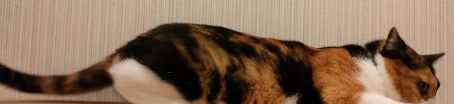 ☆KUMI521☆'s header image