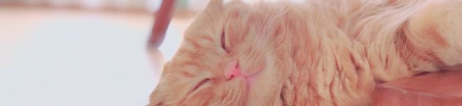 ユカプ's header image