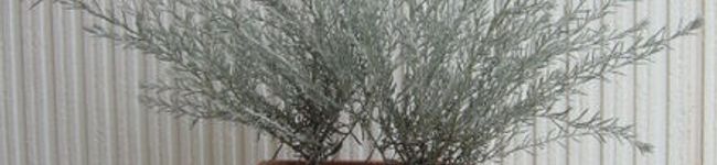 masamin08's header image