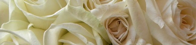 NYamashita's header image