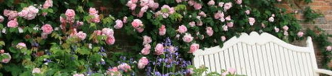 野の花咲いた's header image