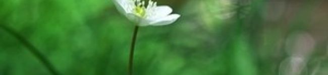 kao_kau75's header image