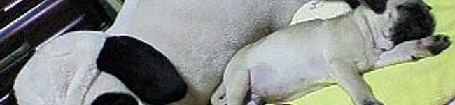 とらぽにょ's header image
