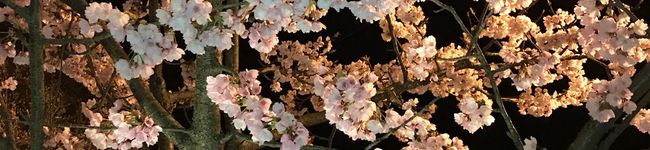 こころ０２１２'s header image