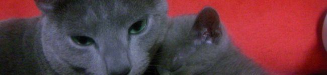 ねこりん's header image