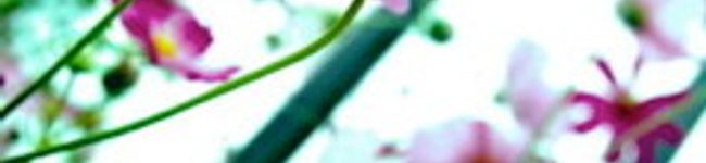 あんらまんゆ's header image