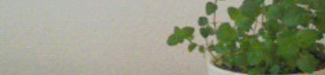ずぼらん星's header image