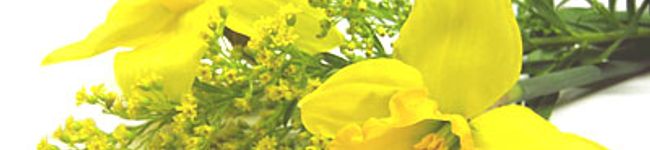 ちはポンママ's header image