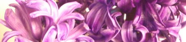 紫ヒヤシンス's header image