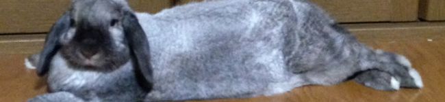 goma1223's header image