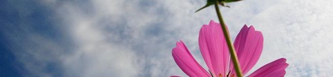 たーりぃ's header image