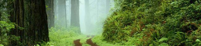 storooong's header image