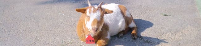 ちなっぺもみたん's header image