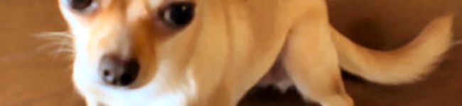 ホロたん's header image