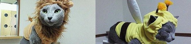 ろろちゃん♪'s header image