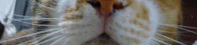 すぴにゃんでぃ's header image