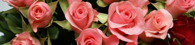 welumina's header image