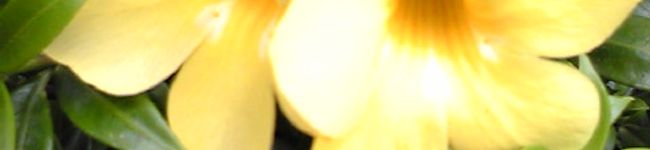 やっちんさっちん's header image