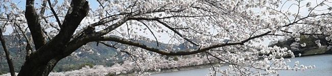 masako84's header image