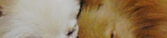 pminto's header image