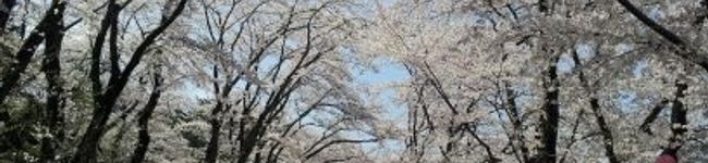 ★HumuHumu★'s header image
