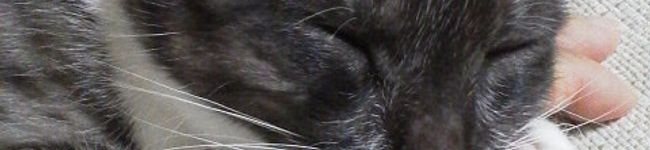 亀と空's header image