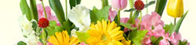 kimikalex's header image