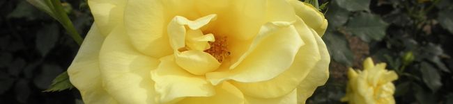 豆茶花's header image