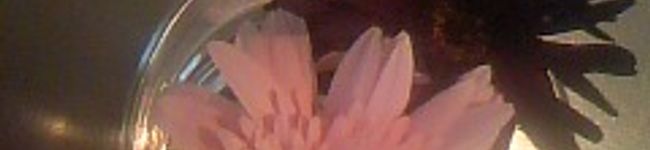 紫兎すみれ's header image