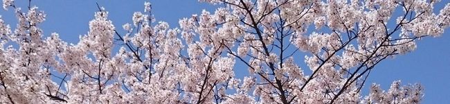 ねこみん0515's header image