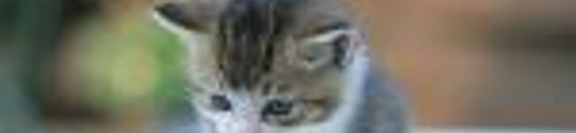 しろねこ×くろねこ's header image