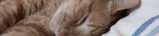 ゆきnyan's header image
