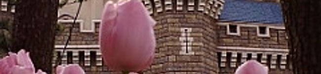 vivichichi's header image