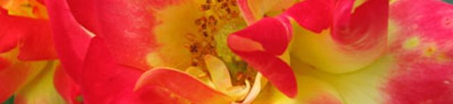 appletomo's header image