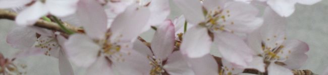 stevia426's header image