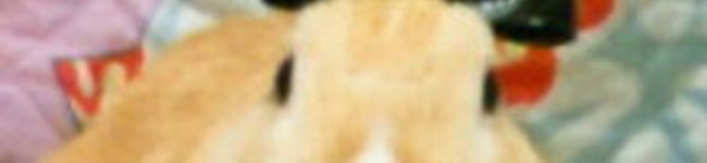 まーちゃん◎'s header image