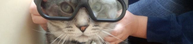 ねこしっぽ's header image