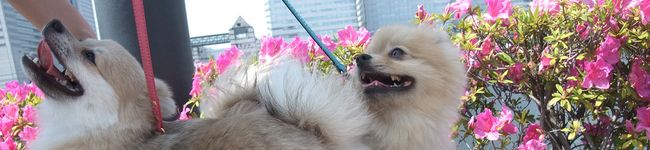 アポロニア☆'s header image