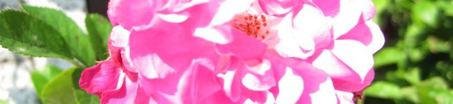 sachinnko's header image