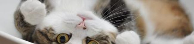 くぅぽん☆'s header image