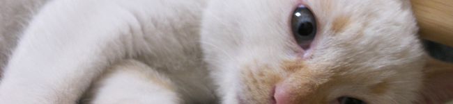 mirumax's header image