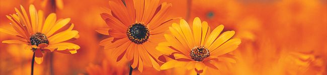 maa1012's header image