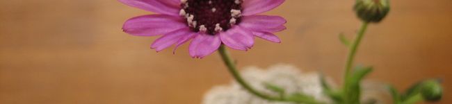 hibby's header image