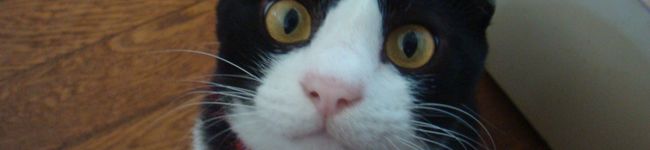 chiemmy's header image
