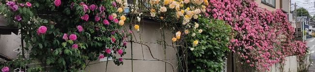 HACCHI715's header image