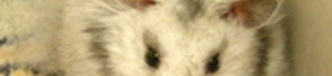 キクポン's header image